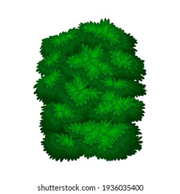 Dark Green Bush as Perennial Woody Plant with Dense Foliage Cover Vector Illustration