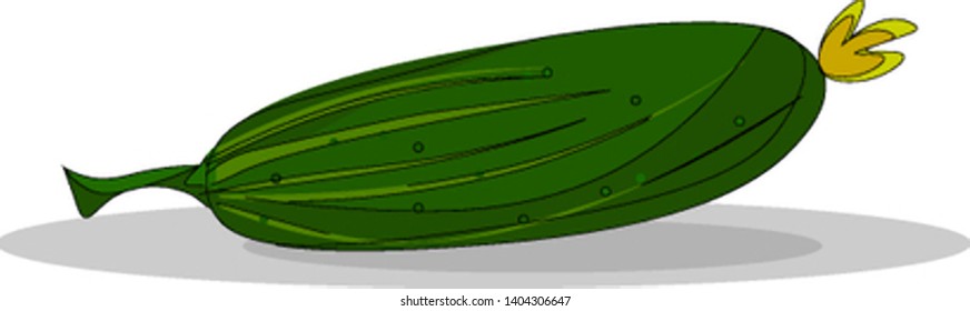 A dark green cucumber, vector, color drawing or illustration. 