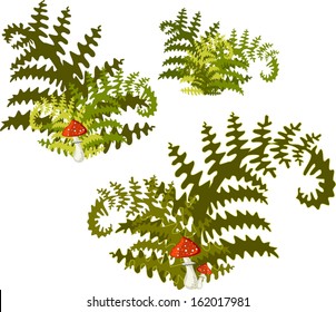 Dark green fern with fly agaric