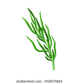 Dark Green Hijiki Seaweed or Sargassum as Sea Vegetable Vector Illustration