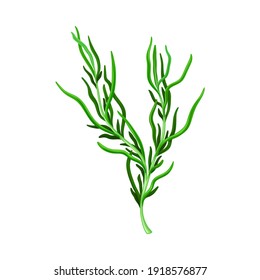 Dark Green Hijiki Seaweed or Sargassum as Sea Vegetable Vector Illustration