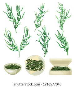 Dark Green Hijiki Seaweeds or Sargassum as Sea Vegetable in Bowl and Package Vector Set