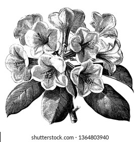 Dark green lanceolate leaves shrub. Eight to nine flowers around the head of stem, bright pink flowers with five petals, vintage line drawing or engraving illustration.