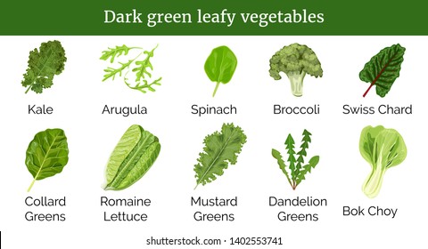 Dark green leafy vegetables, herbs. Spinach, Dandelion green, broccoli, Mustard, Romaine Lettuce, kale, Collard. Big icon set of popular culinary salads. For cooking, cosmetics health care design