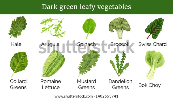 Dark Green Leafy Vegetables Herbs Spinach Stock Vector (Royalty Free ...