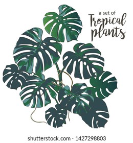Dark green leaves monstera split  leaf philodendron (Monstera deliciosa) the tropical foliage plant growing in wild  Vector watercolor realistic illustration white background