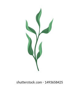 Dark green leaves. Vector illustration on a white background.