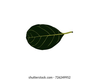 Dark Green Leaves,design illustration on  isolated white background