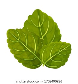 Dark Green Mint Leaves with Serrated Margins Vector Illustration