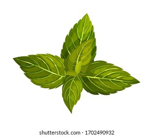 Hojas de la Casa de la Moneda Verde Oscura con una ilustración vectorial de los márgenes servidos