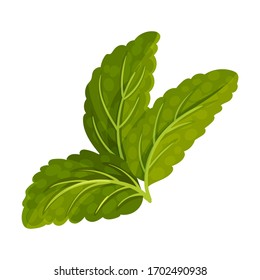Dark Green Mint Leaves with Serrated Margins Vector Illustration
