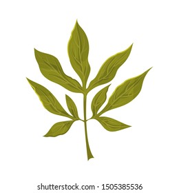 Dark green peony leaves. Vector illustration on a white background.