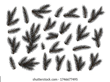 Ramas de pino verde oscuro. Ramas prudentes realistas. Árbol de Navidad Aislado en fondo blanco. Elementos de diseño decorativos. Decoración Objetos naturales. Decoración navideña. Ilustración del vector