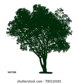 dark green tree silhouette on white background, vector illustration