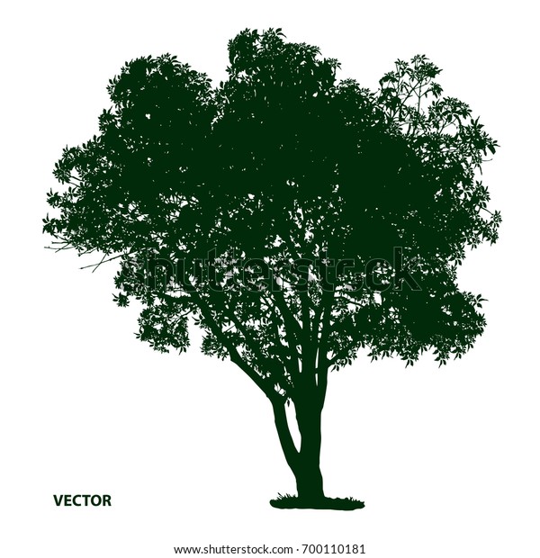 Dark Green Tree Silhouette On White Stock Vector (Royalty Free) 700110181
