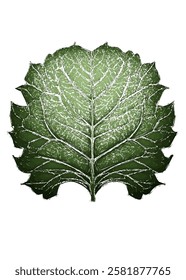 dark green and wide leaves