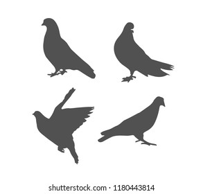 Dark grey silhouettes of pigeon in different poses isolated on white background. Bird, symbol of peace. Vector realistic illustrations