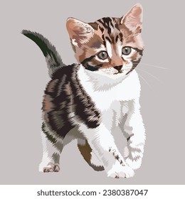 dark grey and white cute kitten walking