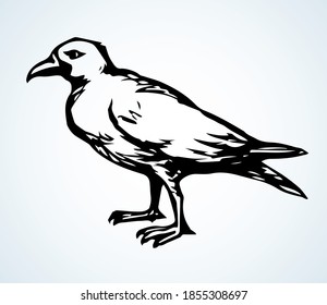 Dark ink pen hand drawn zoo corvidae corone tail feather emblem design. Retro art doodle pencil cartoon contour print style. Closeup view light paper old large big lake pica leg picture sky text space