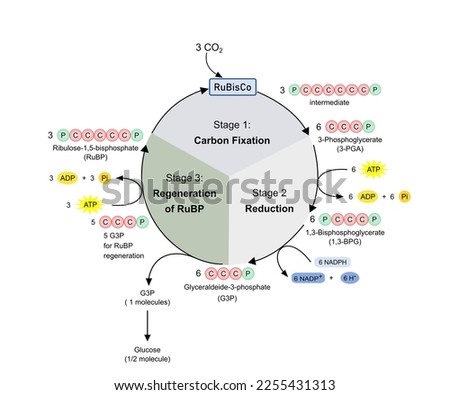 Dark phase in photosynthesis, Calvin cycle. Diagram for science studies. Stock photo © 