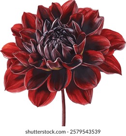 Dark pink dahlia flower a cute watercolor vector illustrations