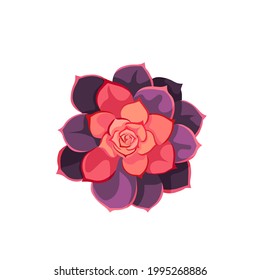 Dark purple leaved Succulent named Echeveria Lola in Flat design style, oil-painted vector Stone Rose Echeveria on white isolated background for prints, stickers, postcards, icons for social media.