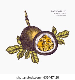 Frutos de la pasión púrpura oscuro dibujados a mano. Dibujo botánico grabado. Vintage Passiflora 