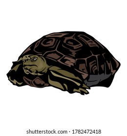 Dark Red Angry Tortoise Animal reptile Design