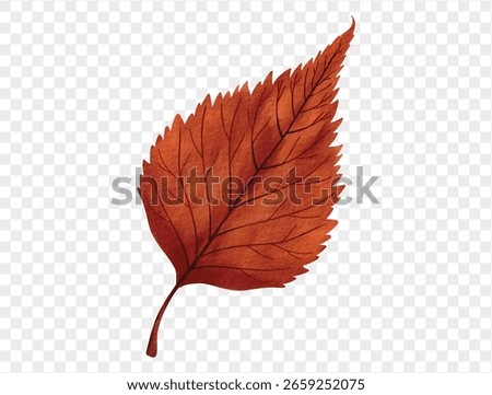 Dark red elm leaf painted in watercolor style for fall vector.
