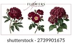 Dark red garden flowers isolated on a white background. Vintage painting style illustration.