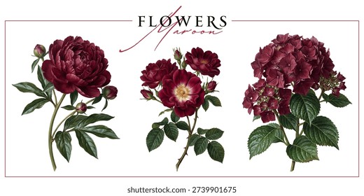Dark red garden flowers isolated on a white background. Vintage painting style illustration.