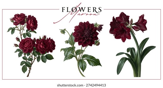 Flores jardín rojo oscuro