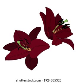 Dark red lily flower head. Hand drawn outline vector illustration. Imagem Vetorial Stock