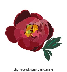 Dark red peony flower in full bloom graphics vector isolated on white