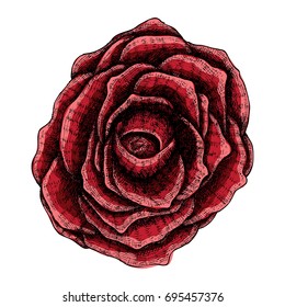 Dark red rose hand drawn, isolated on white. Drawing sketch of the flower.  Witchcraft magic, Halloween, folklore attribute meaning death. Vector.