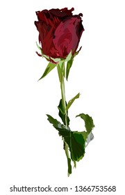 
Dark red rose on a white background. Green leaves.