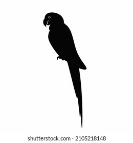 Dark silhouette of a parrot on a white background.Vector illustration