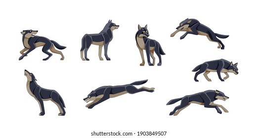 Dark Wolves set of vector illustrations. Canis lupus. A dangerous mammal wild animal. Forest creature with black fur. A character in various poses of cartoon design Isolated on a white background.