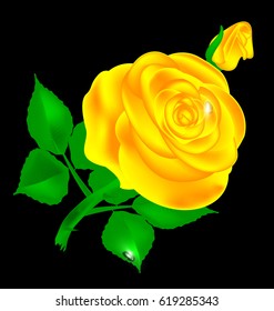 dark and yellow rose