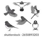Dark-Eyed Junco Bird Various Poses Cartoon Vector Character