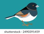 Dark-Eyed Junco Bird Vector icon art Illustration