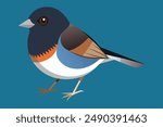 Dark-Eyed Junco Bird Vector icon art Illustration