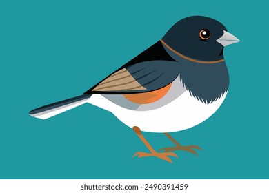 Dark-Eyed Junco Bird Vector icon art Illustration