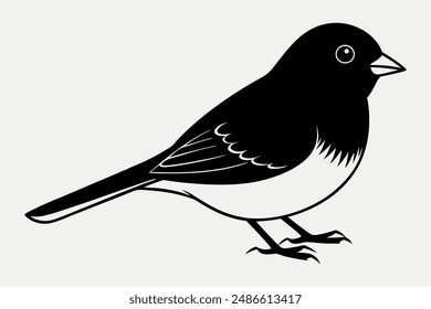 Dark-eyed junco Bird vector illustration