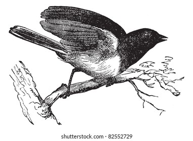 Dark-eyed Junco or Junco hyemalis, vintage engraved illustration. Trousset encyclopedia (1886 - 1891).