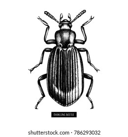 Darkling beetle hand drawn sketch. Vintage illustrations of black bug on white background. Vector insects collection