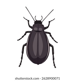 Inseto de besouro escuro sobre fundo branco. Família tenebrionidae. Ilustração isolada de vetor.