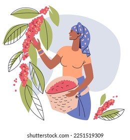 A dark-skinned woman plucks coffee cherries from a branch to a basket. The concept of growing and producing coffee. Agricultural work on the plantation. Flat style isolated on white. Vector.