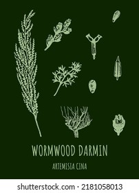 DARMIN Wormwood (Artemisia cina) vector illustration.  Wormwood branch, leaves and wormwood flowers. Cosmetics and medical plant. 

