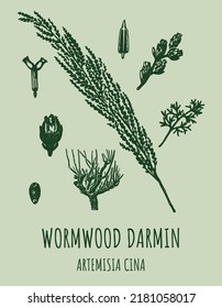 DARMIN Wormwood (Artemisia cina) vector illustration.  Wormwood branch, leaves and wormwood flowers. Cosmetics and medical plant. 
